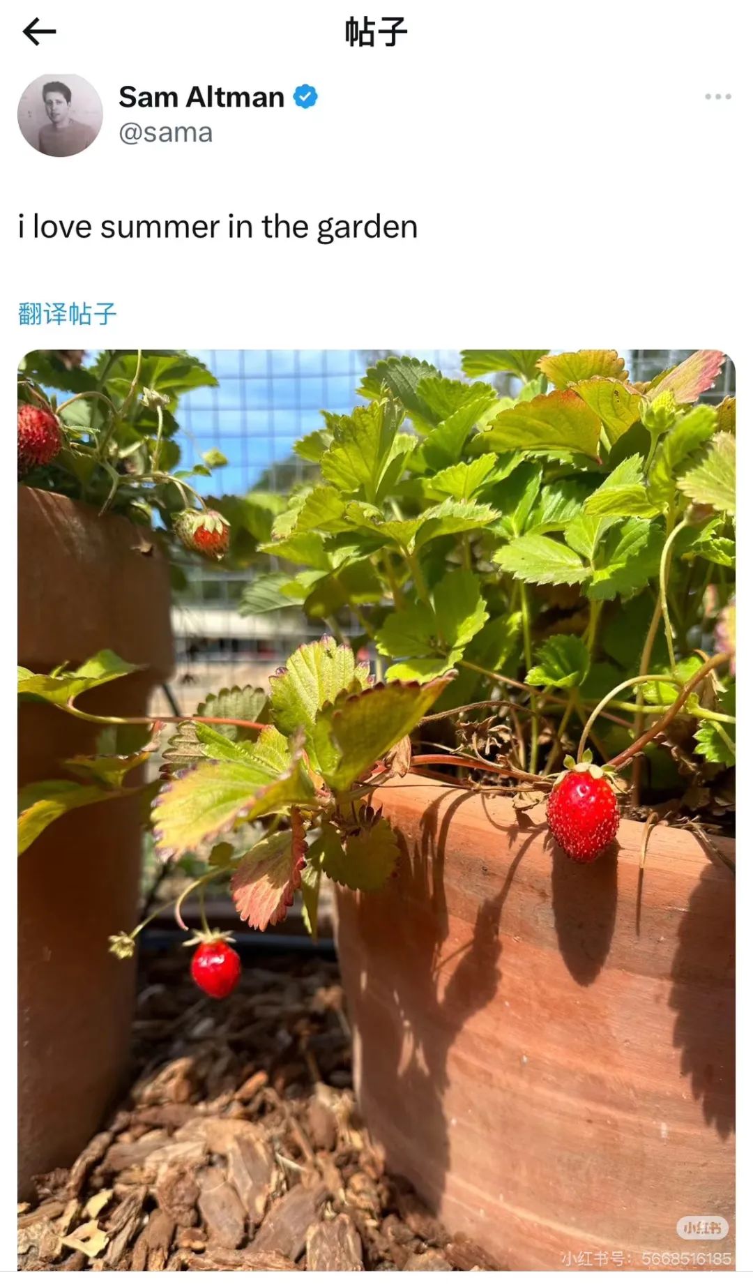 OpenAI计划于12月发布新模型Orion，你需要了解五个背景信息