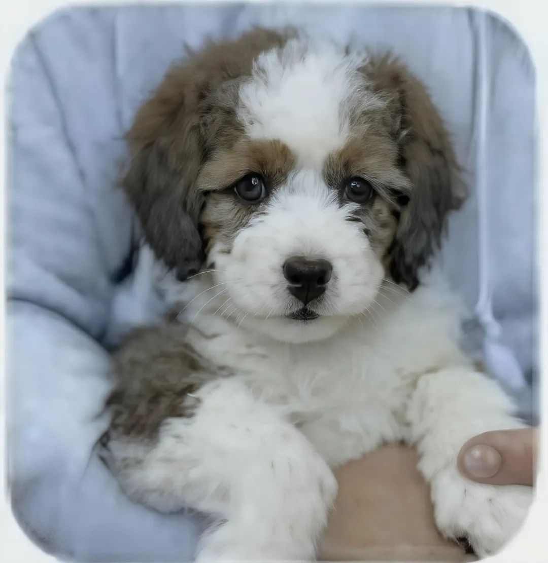 我给GPT Agent和Manus安排了场像素级对比，OpenAI不该把PPT当卖点